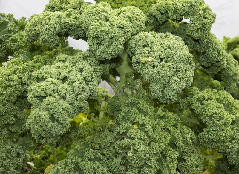 Curly Kale or Borecole Vegetable Stock Image Image of food, leaves 36281077