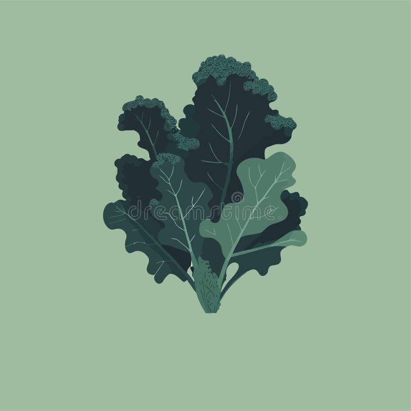 Curly Kale, Dark Green Leaf Vegetable. Nature Organic Vegetable Kale Stock Illustration