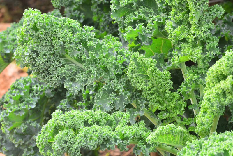 Curly kale stock photo. Image of decorative, fresh, leaf 87708260