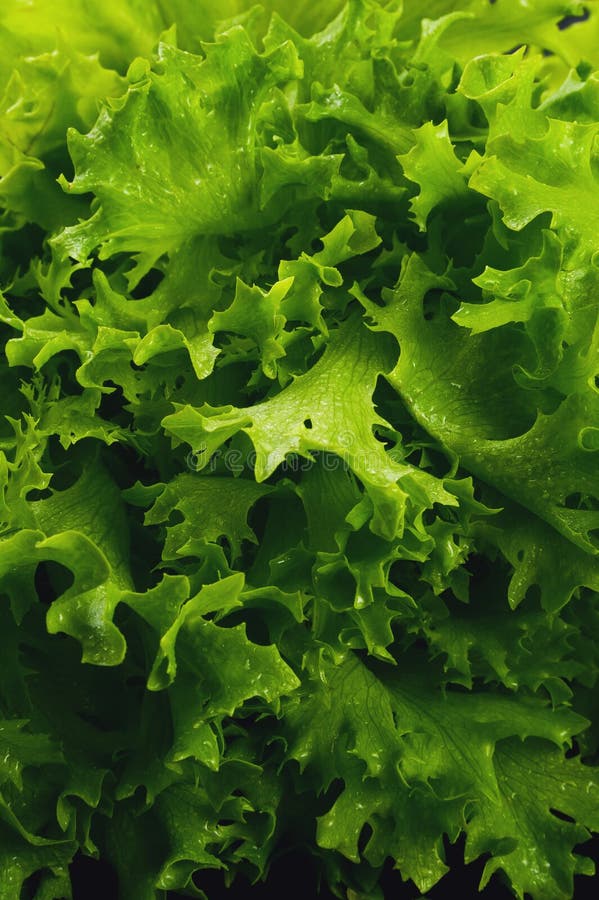 Curly Lettuce stock photo. Image of vegetarian, plant 34906976