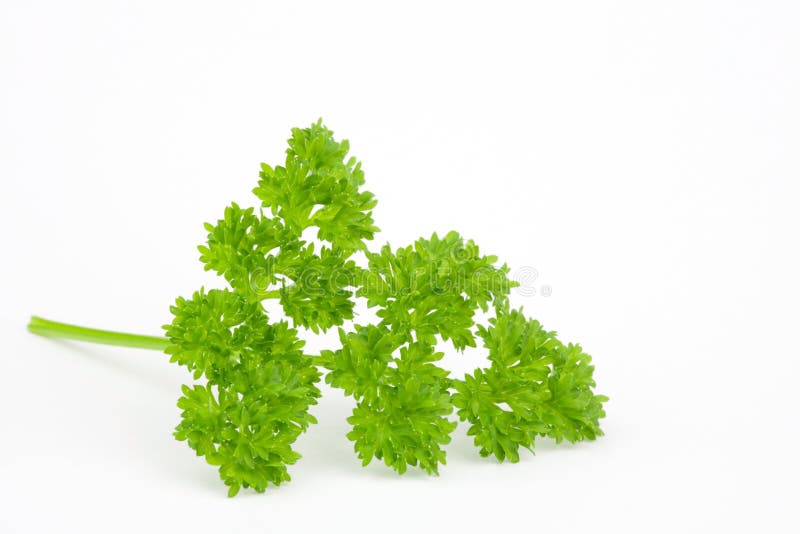 Curly parsley