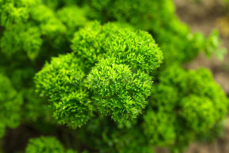 Curly parsley