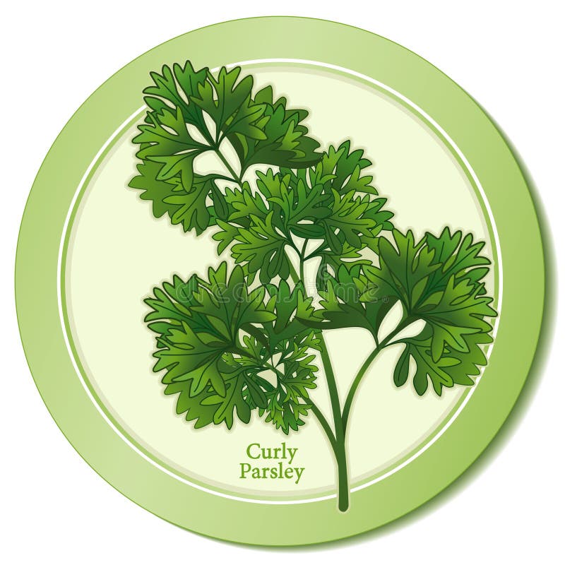 Curly Parsley Herb Icon