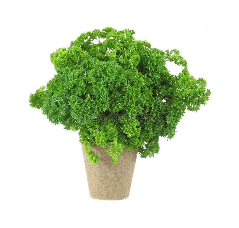 Curly parsley herb in peat pot