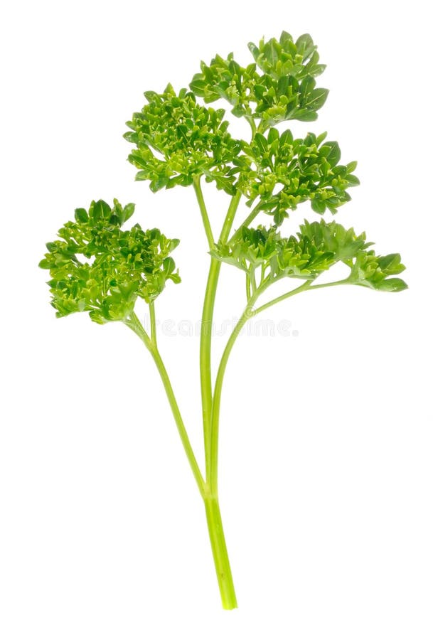 Curly Parsley Isolated on White Background