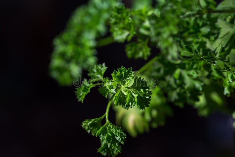 Curly Parsley Leaves Closeup in the Garden Stock Image Image of herb