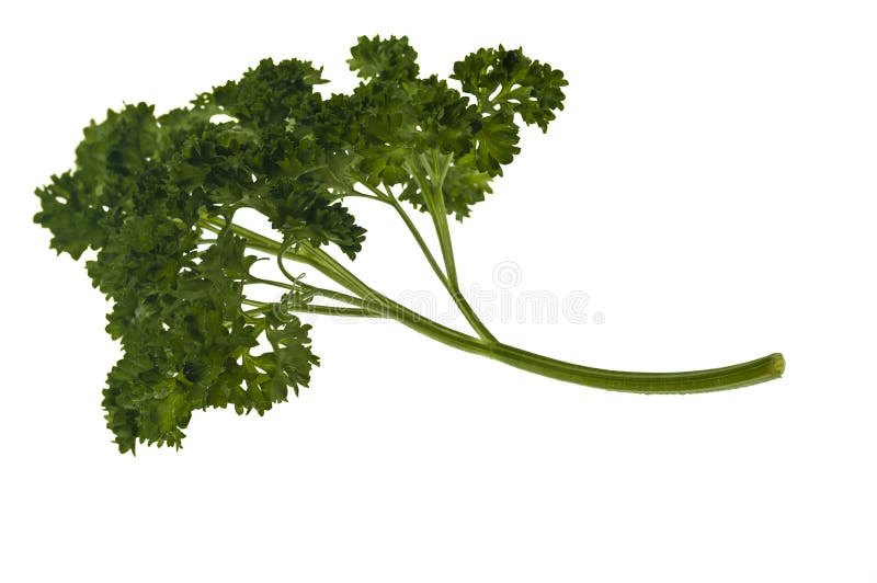 Curly parsley leaves stock photo. Image of isolated, plant 31491582