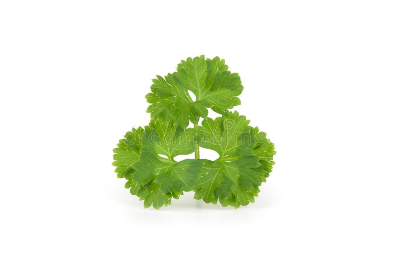 Curly parsley stock image. Image of food, branch, nutrition 31341829
