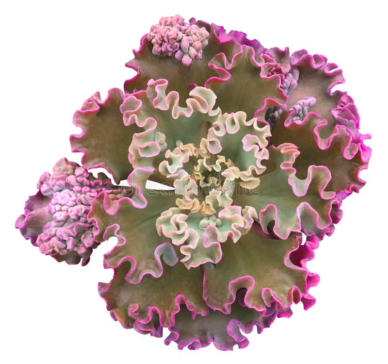 Curly Succulent Plant Isolated Stock Photo Image Of Beauty Flower 110031258