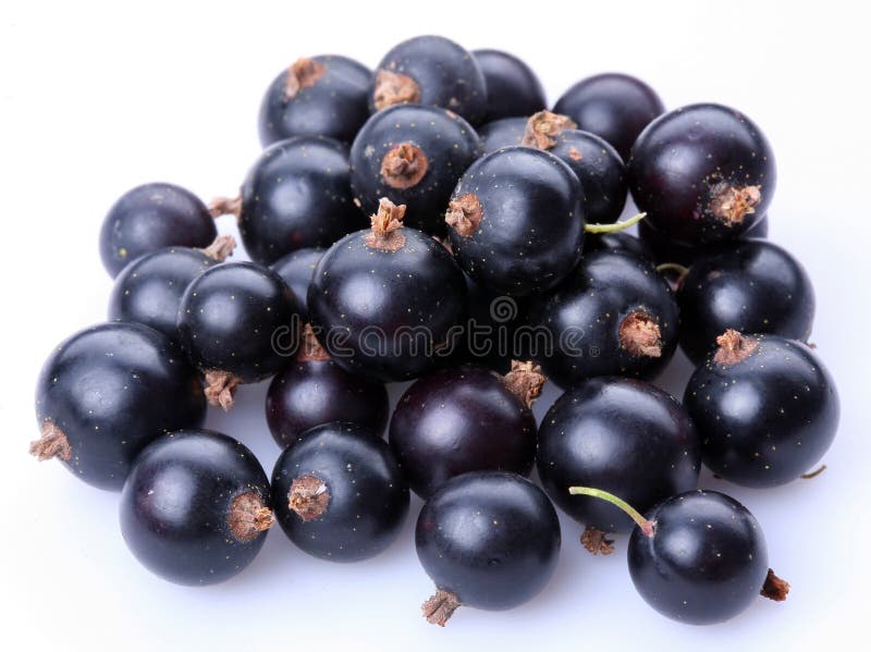 Currant black