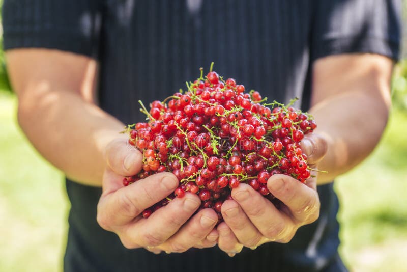 Currant. Close up of a man`s hand holding a ripe red currant. Summer harvest background