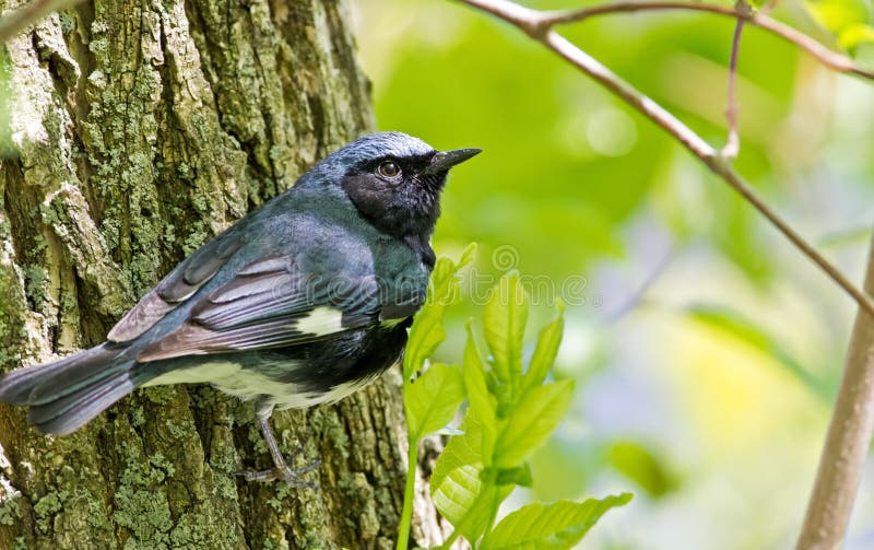 curruca azul Negro-throated fotografía de archivo libre de regalías curruca azul Negro-throated fotografía de archivo libre de regalías