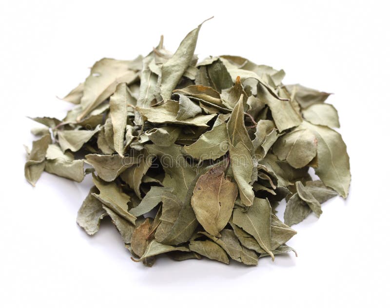 Curry leaf, indian spice royalty free stock images Curry leaf, indian spice royalty free stock images