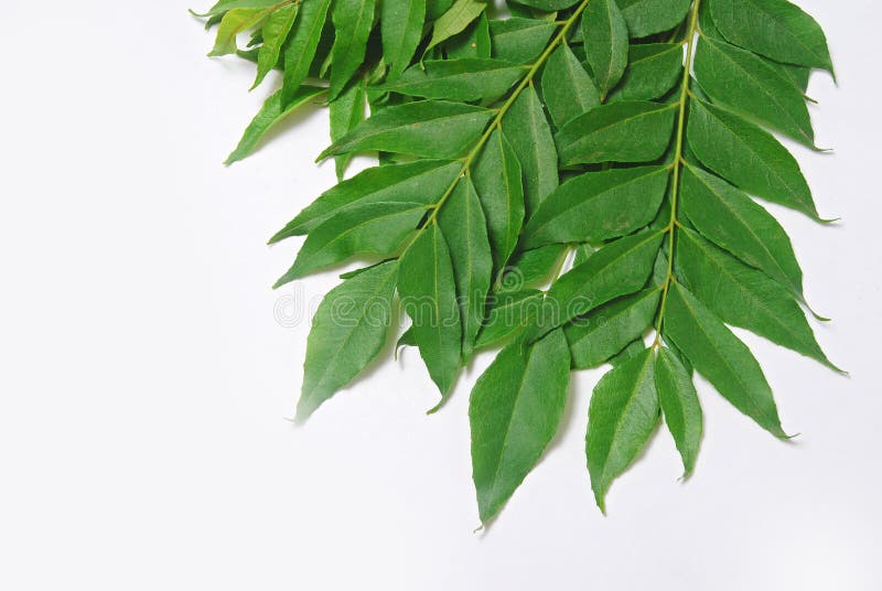 Curry leaves