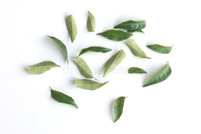 Curry Leaves Isolated on White Background Stock Photo - Image of taste ...