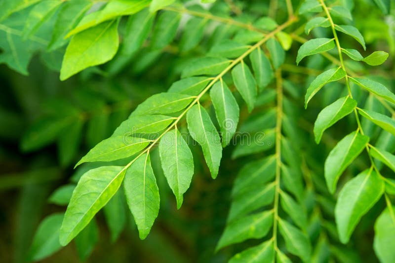 1,024 Curry Leaf Curry Tree Photos Free & RoyaltyFree Stock Photos