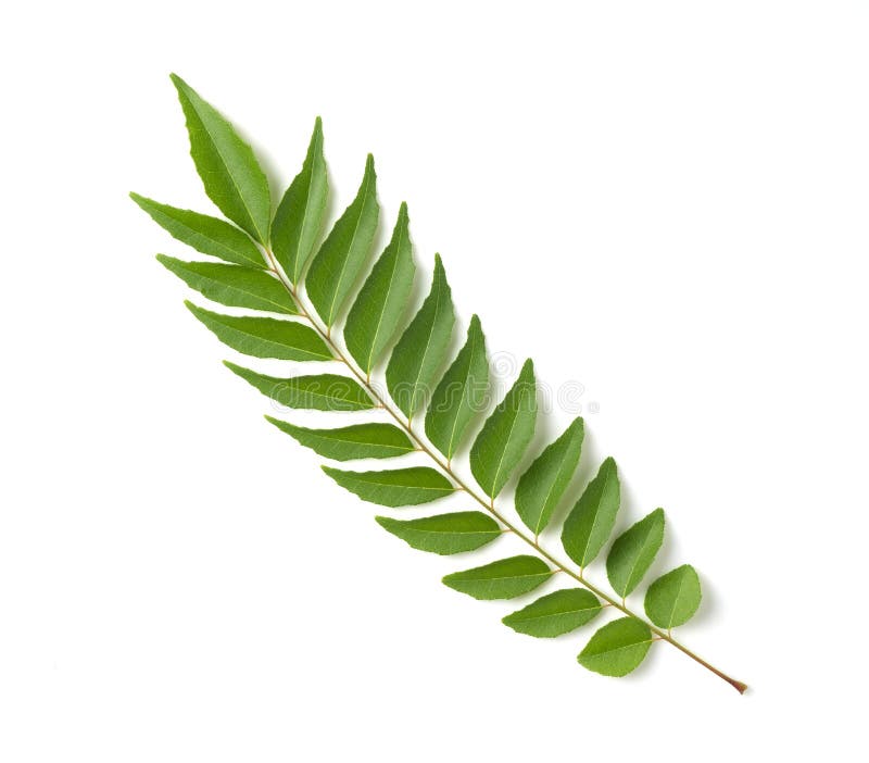 Curry Leaves on a White Background Stock Image - Image of asian, nature:  196169419