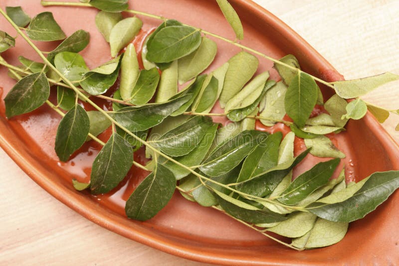 The Curry Tree is a tropical to sub-tropical tree from India. stock image The Curry Tree is a tropical to sub-tropical tree from India. stock image