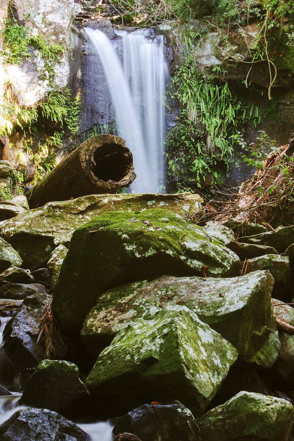 Curtis Falls in Mount Tamborine Stock Photo Image of environment