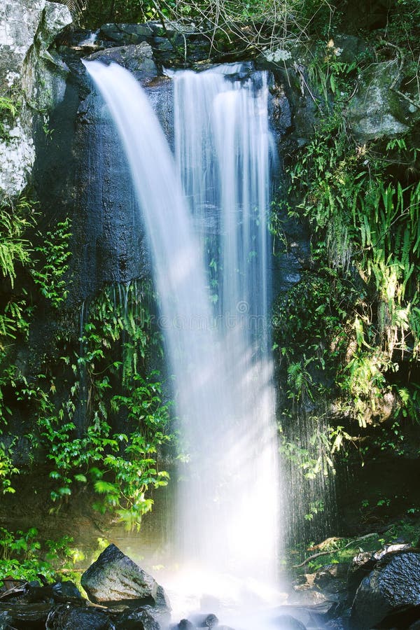 Curtis Falls in Mount Tamborine Stock Image Image of falls, foliage