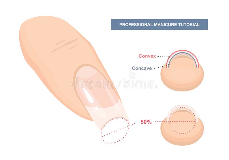 Curva C correcta Tutorial sobre manicura Guía de extensión de Nail Consejos y trucos Vector