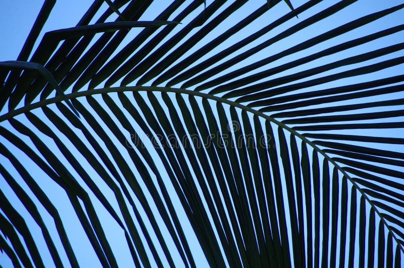 A single, curved palm frond creates an abstract, silhouette pattern in stark contrast to the blue sky behind it. A single, curved palm frond creates an abstract, silhouette pattern in stark contrast to the blue sky behind it.