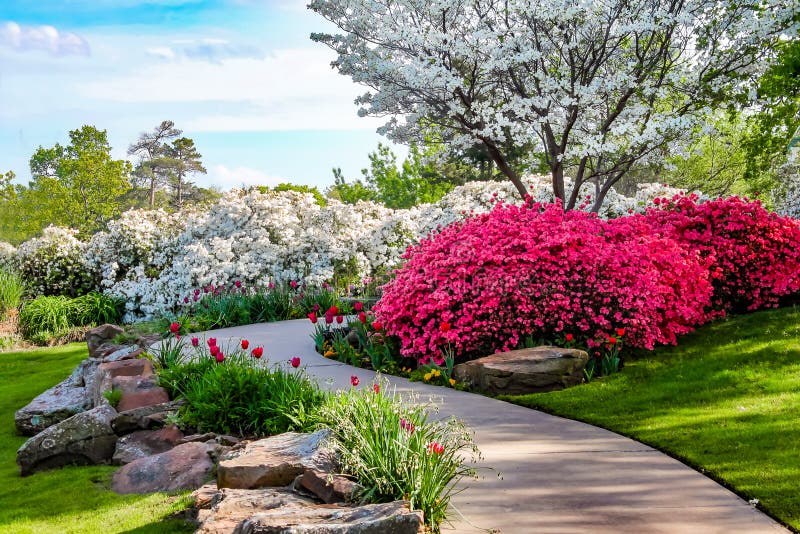 Curved path through banks of Azeleas and under dogwood trees with tulips under a blue sky - Beauty in nature