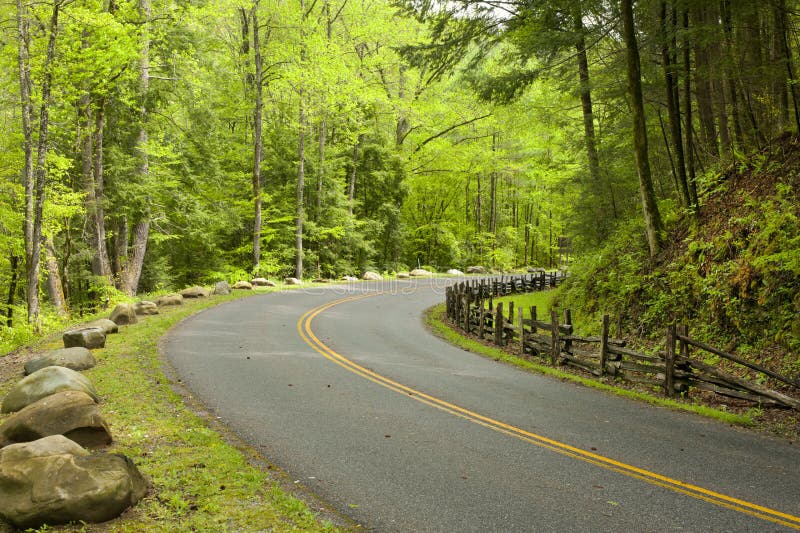 Curved road in forest