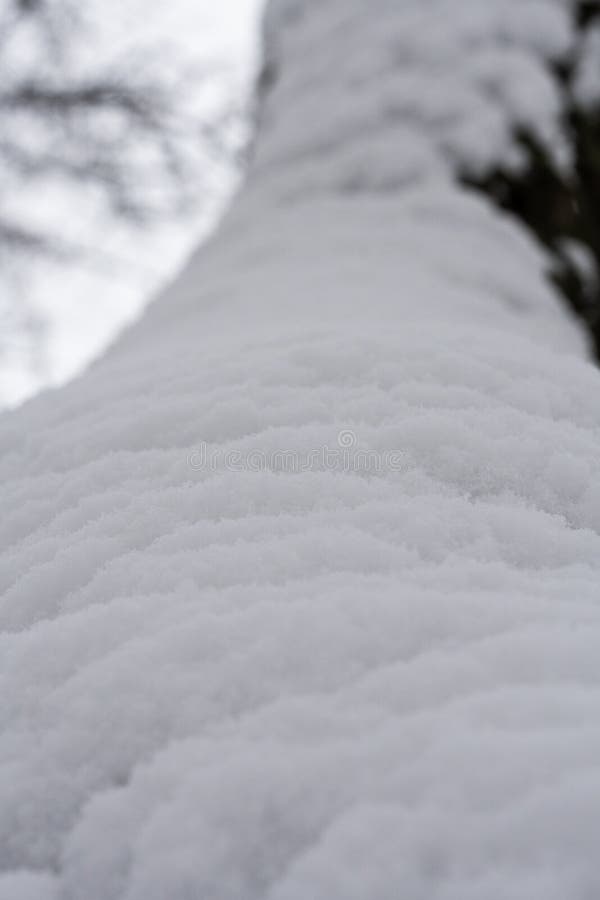A curved tree trunk is completely covered with a layer of snow in the winter forest royalty free stock photo A curved tree trunk is completely covered with a layer of snow in the winter forest royalty free stock photo
