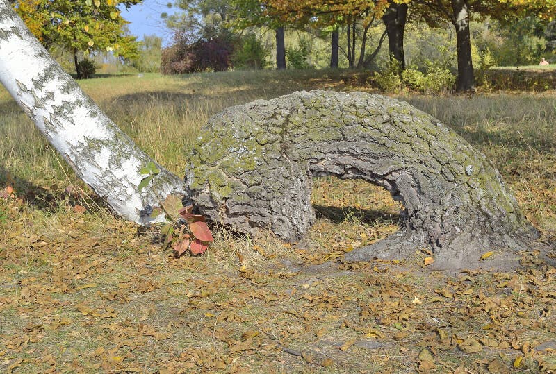 Curved trunk of birch stock image