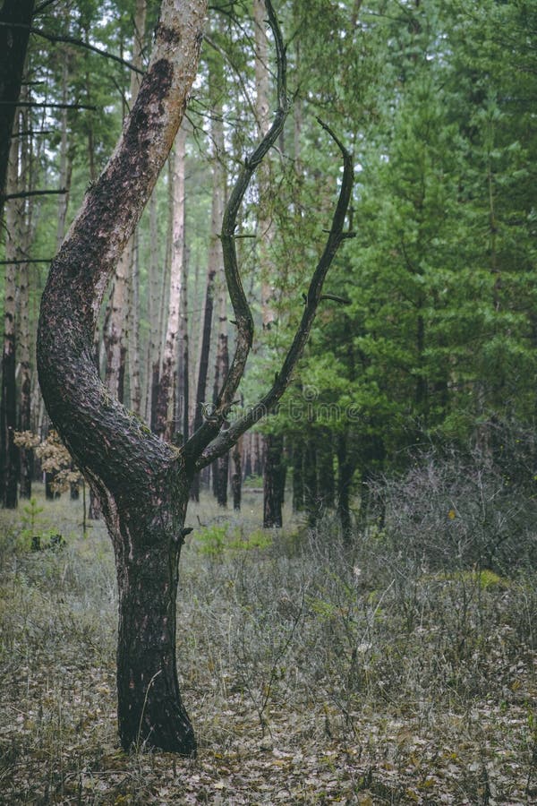 Curved trunk of a charred tree. stock image
