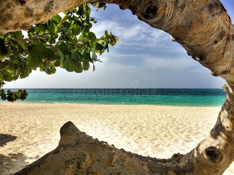 Curved trunk of green tree on white sand tropical beach royalty free stock image