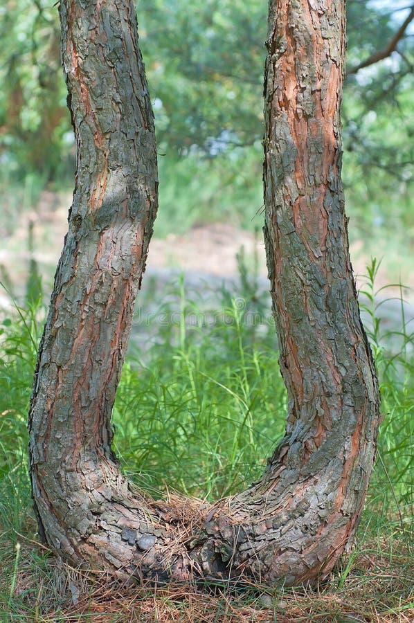 Curved trunk of a pine. stock images