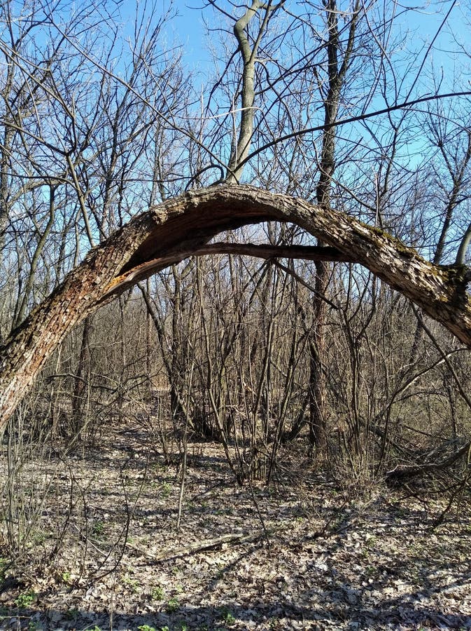 Curved trunk of a tree in shape of arc stock images