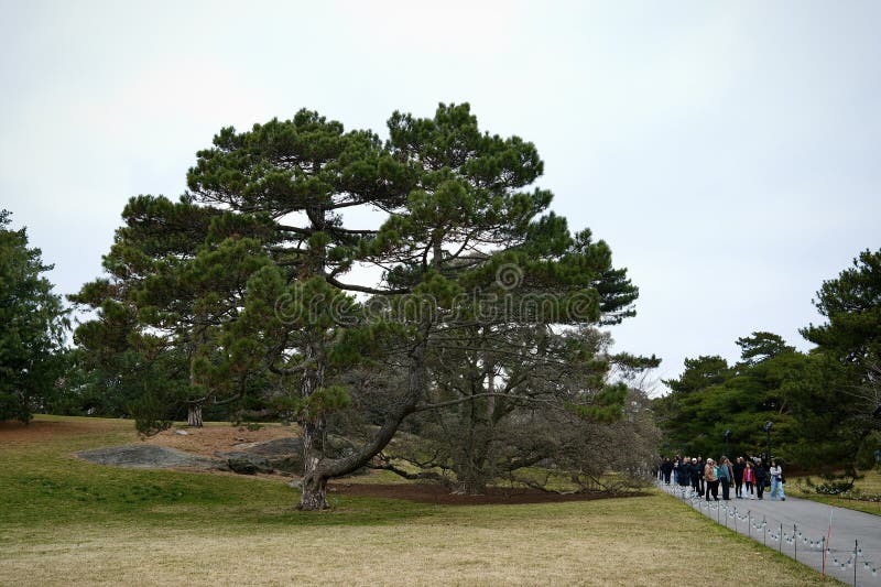 Bronx, New York, USA- March 15, 2025: Winding Path and Pine Canopy at New York Botanical Garden royalty free stock photos