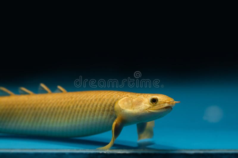 Curvier bichir, rare primitive freshwater fish, nocturnal carnivore and bottom dweller