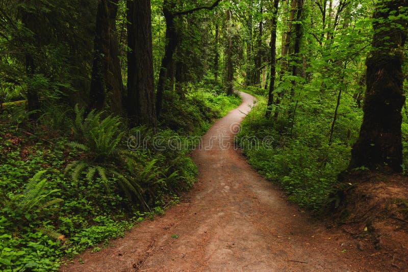 Curvy Trail Shaded by Majestic Trees in Lacamas Park,Washington State. Meandering Path Winds through a Captivating Forest. Peacefulness and Natural Beauty of the Pacific Northwest. Captivating path stock images, royalty-free photos and pictures