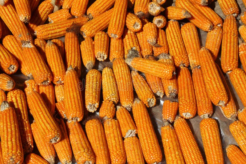 Cuscinetti immagini stock Cuscinetti immagini stock