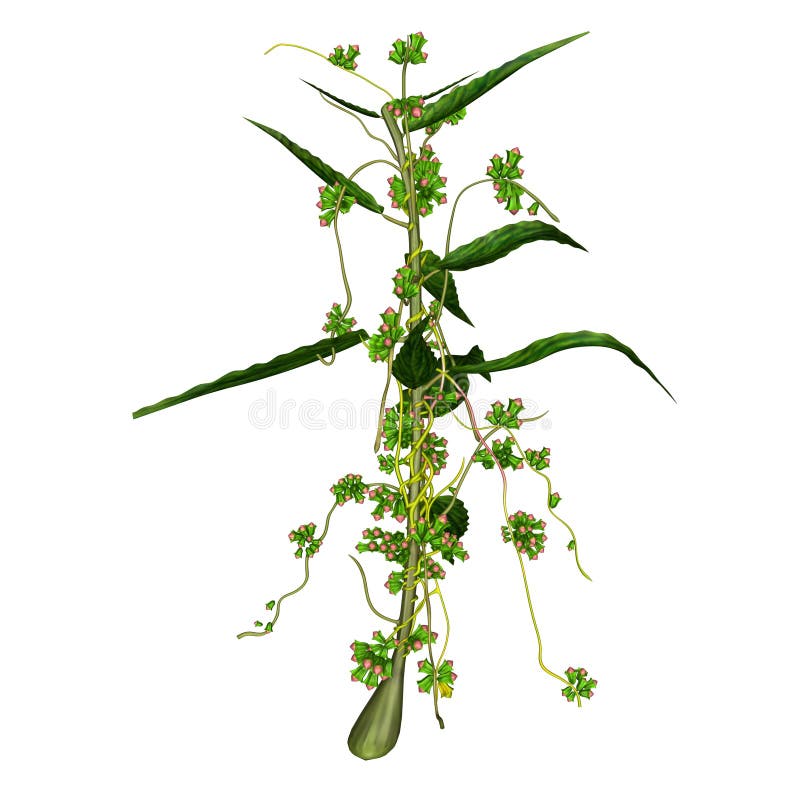  Cuscuta vector illustratie