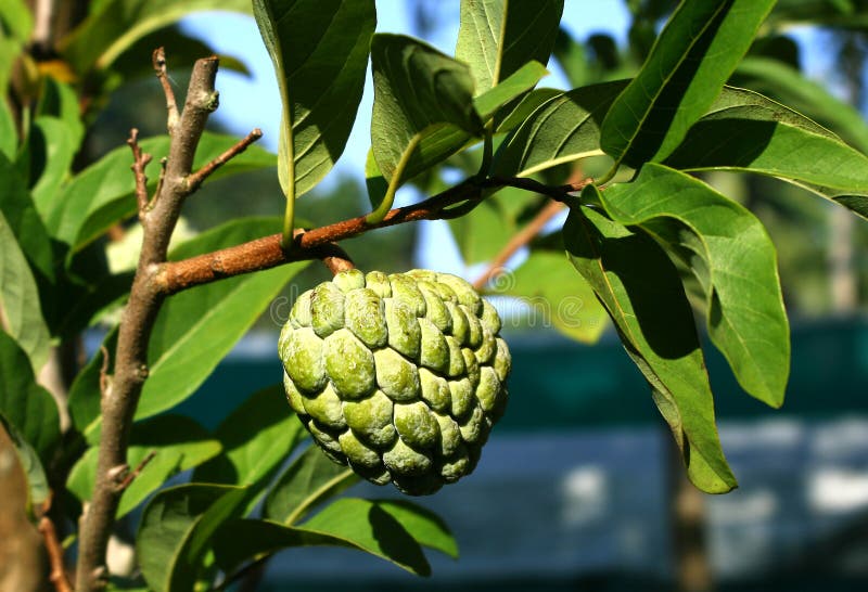 Custard apple fruit