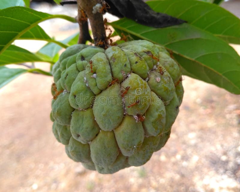 Custard Apple Fruit on Tree Stock Photo Image of blossom, leaf 269796082