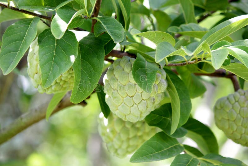 Custard Apple Fruit on Tree Stock Photo Image of farm, plant 124652022