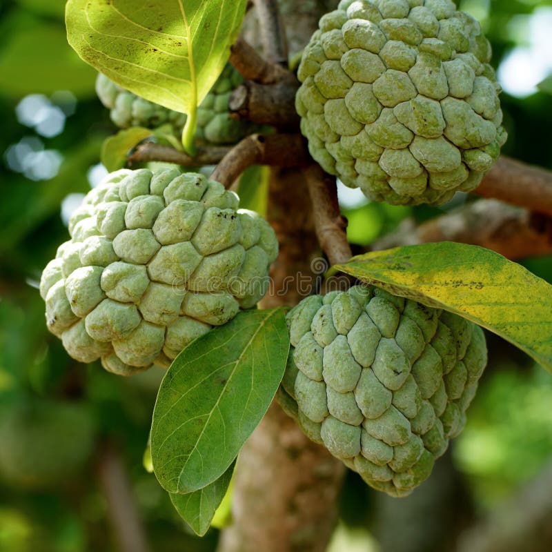 Custard Apple Fruit on Tree Stock Image Image of annona, sugar 126277487