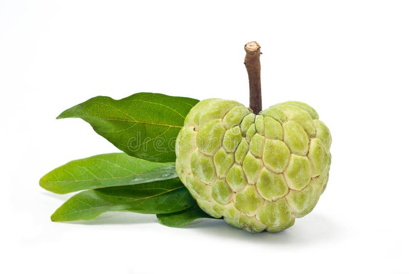Custard AppleIsolated stock photo. Image of tropical 15388444
