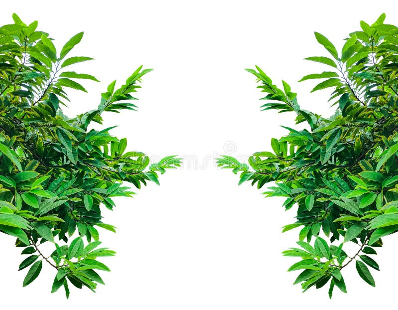 Custard apple tree branch with isolated on white background, green leaves frame, fresh leaves mockup b stock photos