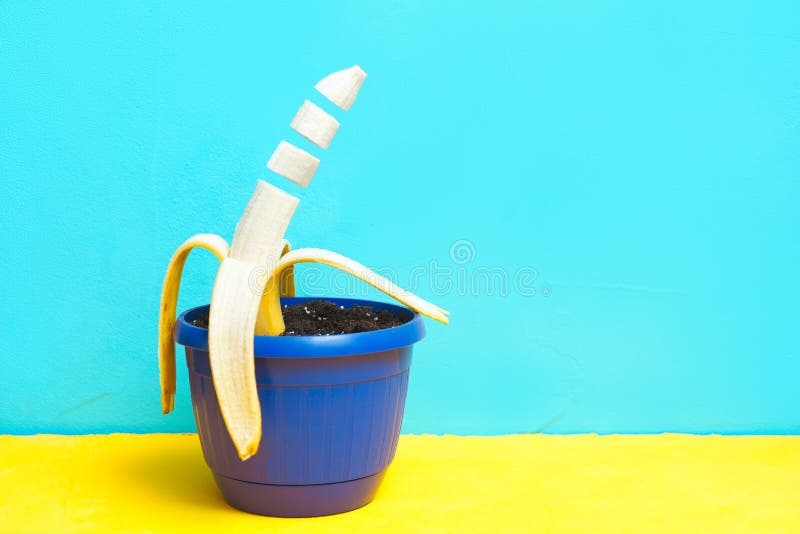 Cut Banana in a Flower Pot. Levitation Stock Image Image of background, flower 188162587