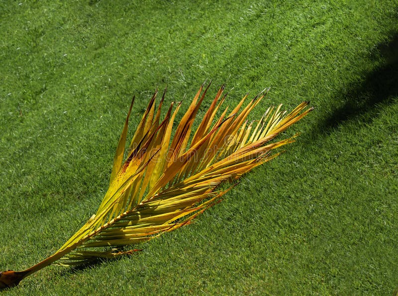Cut Branch of Coconut Tree on the Grass. Stock Photo Image of coconut