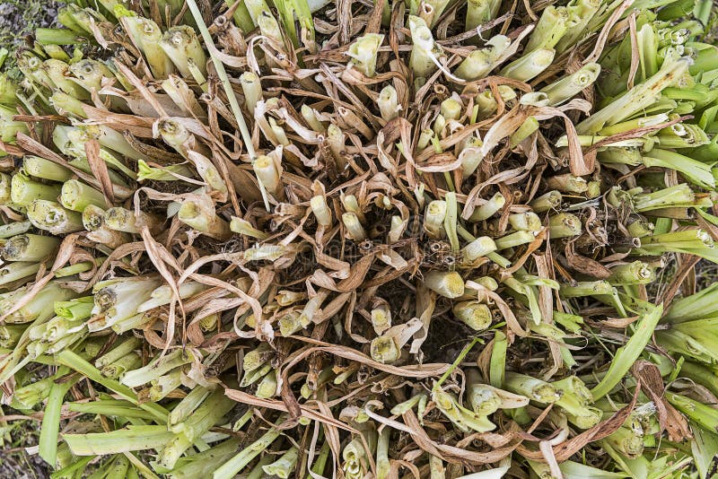 Cut bush stock photo. Image of outdoors, nature, plant 132262078