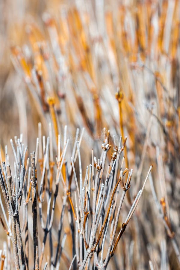 Cut Bush Branches stock photo. Image of bushes, season 205363892
