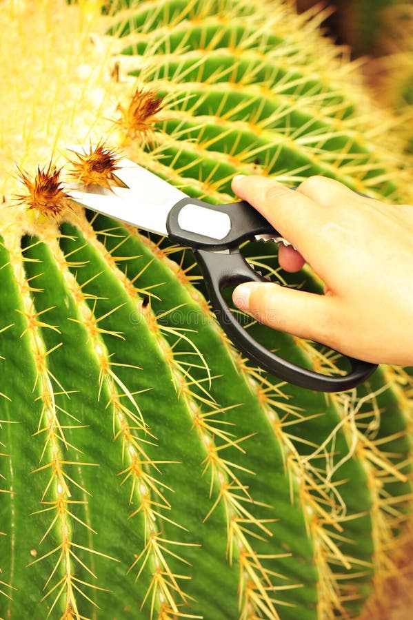 Cut cacti stock image. Image of black, thorn, thorny 26746527